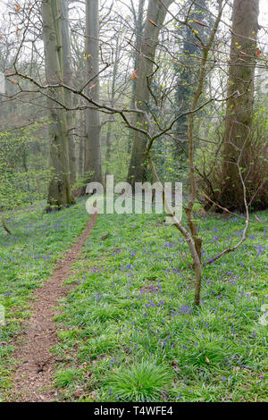 Bluebells Hopyards in legno a Marbury Park, Cheshire, Inghilterra Foto Stock
