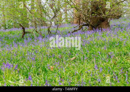 Bluebells Hopyards in legno a Marbury Park, Cheshire, Inghilterra Foto Stock