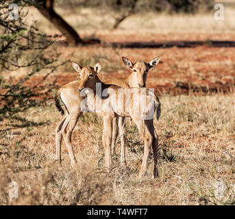 Una coppia di Red Hartebeest vitelli nel sud della savana africana Foto Stock