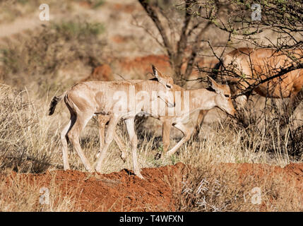 Una coppia di Red Hartebeest vitelli nel sud della savana africana Foto Stock