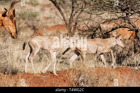 Una coppia di Red Hartebeest vitelli nel sud della savana africana Foto Stock
