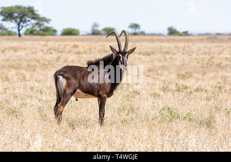 Un Sable Antelope bull in piedi nel sud della savana africana Foto Stock