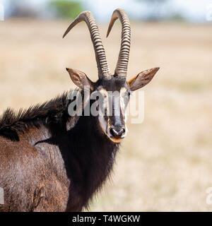 Un Sable Antelope bull in piedi nel sud della savana africana Foto Stock