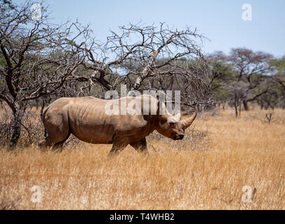 Un rinoceronte bianco nel sud della savana africana Foto Stock