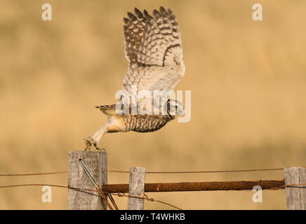 Scavando la civetta (Athene cunicularia), di prendere il volo, Penisola Valdes, Argentina Foto Stock