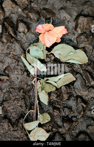 Rose di amore perduto calpestato su strada. inutili e di speranze non soddisfatte e sentimenti di concetto Foto Stock