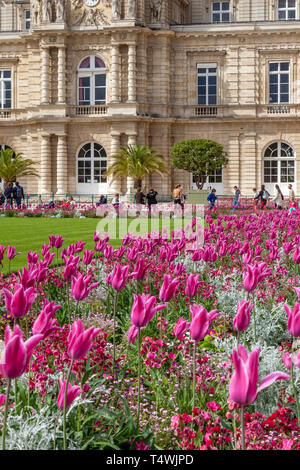 Tulipani rosa bloom sotto il Palais du Luxembourg nel Jardin du Luxembourg, Parigi, Francia Foto Stock