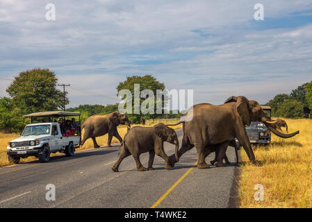 Branco di elefanti che attraversano la strada di fronte a vetture di Chobe National Park Foto Stock