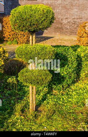 Potato conifera albero nel round cerchi, tagliata di fresco giardino, backyard manutenzione Foto Stock