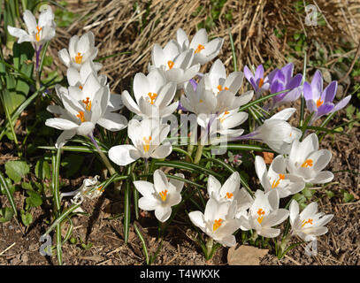 Primi fiori di primavera. Viola e bianco crocus vernus. Foto Stock