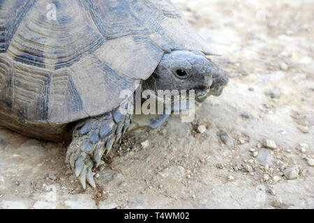 Tourtle nella natura selvaggia sulla sabbia in estate close up Foto Stock