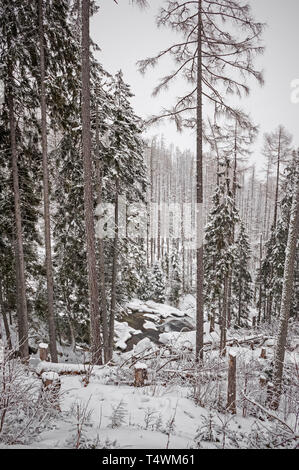 Hrebienok vicino Smokovec, Slovacchia Foto Stock