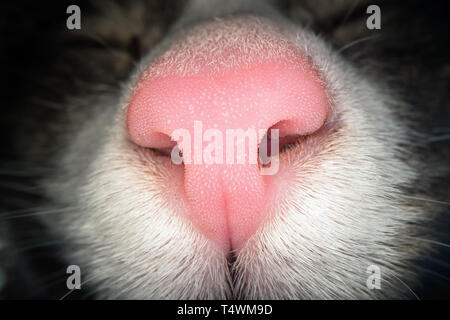 Macro shot di gatto rosa naso. Vista ravvicinata del gatto domestico narici Foto Stock