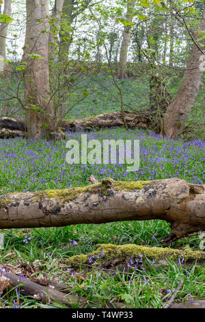 Bluebells Hopyards in legno a Marbury Park, Cheshire, Inghilterra Foto Stock