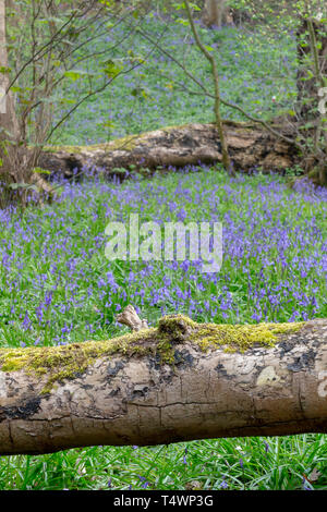 Bluebells Hopyards in legno a Marbury Park, Cheshire, Inghilterra Foto Stock