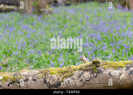 Bluebells Hopyards in legno a Marbury Park, Cheshire, Inghilterra Foto Stock