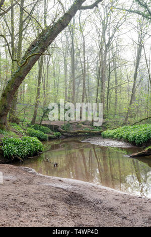 Bluebells Hopyards in legno a Marbury Park, Cheshire, Inghilterra Foto Stock