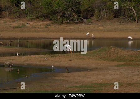 Lago di essiccazione con numerosi uccelli tra cui alimentazione, dipinto di Stork, Black-Winged Stilt, la spatola. Lo Sri Lanka. Foto Stock