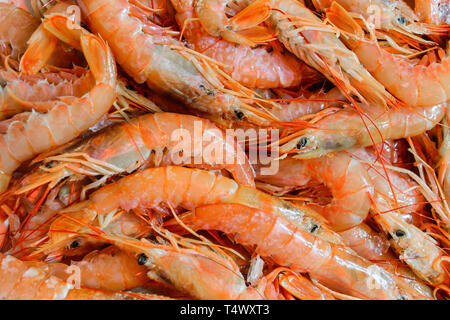 Sullo sfondo di un fresco Gamberi rosa in Atene locale mercato del pesce, Grecia Foto Stock