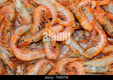 Sullo sfondo di un fresco Gamberi rosa in Atene locale mercato del pesce, Grecia Foto Stock