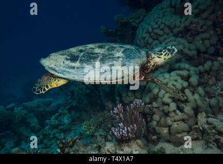 Tartaruga embricata, Eretmochelys imbricata, nuoto sulla barriera corallina a Hamata, Mar Rosso, Egitto Foto Stock