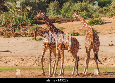 Traliccio giraffa Giraffa camelopardalis reticulata divertente gruppo di danza tre volteggiano boogie Samburu Riserva nazionale del Kenya Africa orientale in via di estinzione Foto Stock