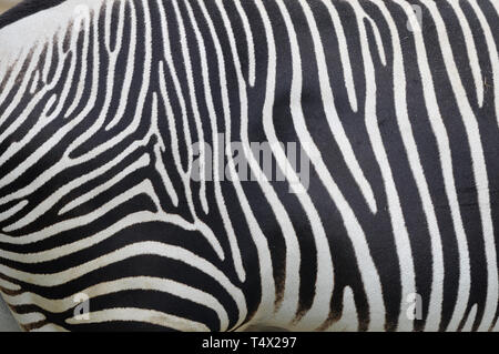 Grévy's zebra, imperial zebra, Grevyzebra, Equus grevyi, Grévy-zebra Foto Stock