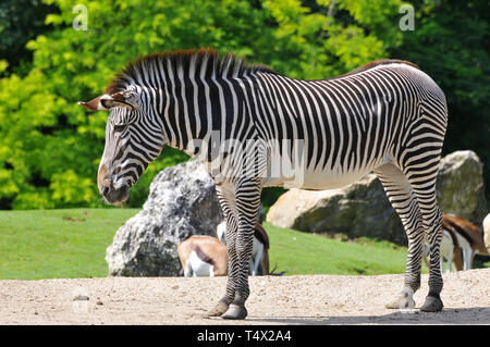 Grévy's zebra, imperial zebra, Grevyzebra, Equus grevyi, Grévy-zebra Foto Stock