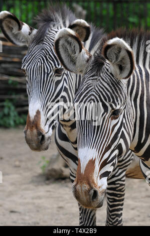 Grévy's zebra, imperial zebra, Grevyzebra, Equus grevyi, Grévy-zebra Foto Stock