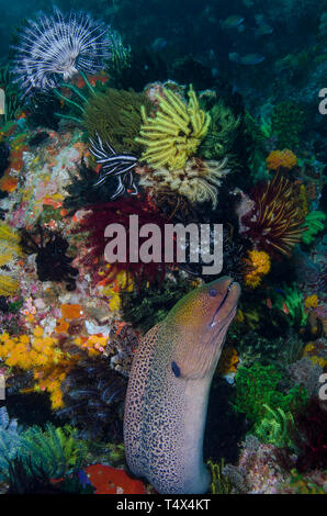 Yellowmargin moray eel (Gymnothorax flavimarginatus) su un reef colorati Foto Stock