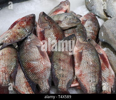 Tilapia pesce in un mercato in stallo Foto Stock