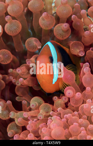Rosso e Nero (Anemonefish Amphiprion melanopus) Foto Stock