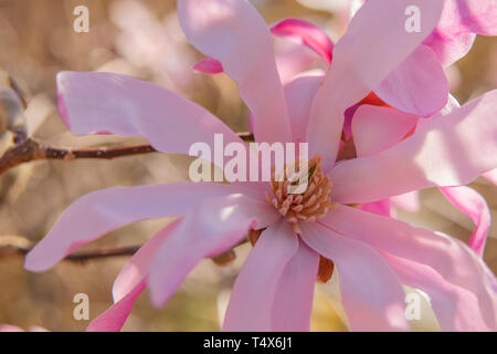 Grazioso, bella rosa magnolia blossom close-up fiorisce in primavera. Foto Stock