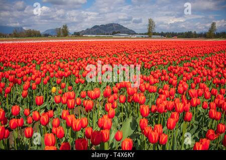 Campo di luminose colorate tulipani rossi del blumo in lunghe file in primavera. Foto Stock