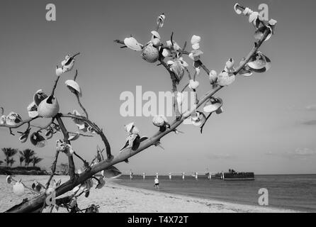 Di Southwest Florida spiagge, persone luogo di conchiglie su un albero o una succursale in memoria di qualcuno o di esprimere un desiderio o donare una benedizione Foto Stock