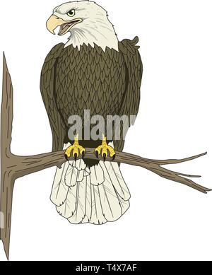 Aquila appollaiato sul ramo illustrazione vettoriale Illustrazione Vettoriale
