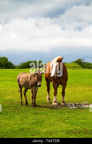 Progetto di cavalli e asini in un pascolo vicino a Ennis, Texas Foto Stock