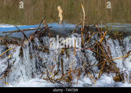 Runoff primaverile di acqua trabocca una diga americana di Beaver (Castor canadensis), Castle Rock Colorado USA. Foto Stock