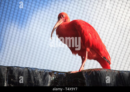 Bermuda, Flatts Village, Bermuda Aquarium, il Museo e lo Zoo Foto Stock