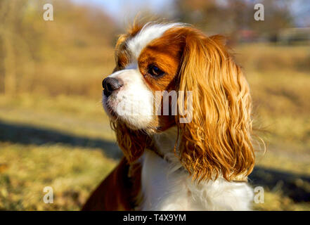 Carino il Cavalier King Charles Spaniel, cane Foto Stock
