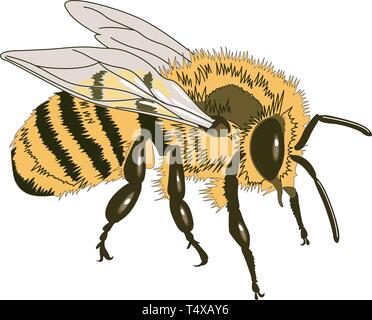 Il miele delle api illustrazione vettoriale Illustrazione Vettoriale