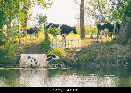 Vacche riposare in acqua in un giorno caldo Foto Stock
