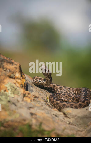 Dal naso a tromba Viper,Vipera ammodytes, sulla soleggiata giornata di primavera nella gola di Kresna Foto Stock