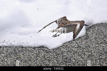 Sanderling 140616 Foto Stock