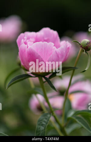 Una sola rosa rosa nel giardino di rose Foto Stock