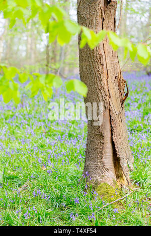 Bluebells Hopyards in legno a Marbury Park, Cheshire, Inghilterra Foto Stock