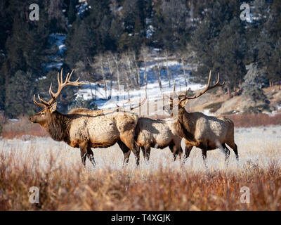 Bull Elk allevamento nel Parco Nazionale delle Montagne Rocciose Foto Stock