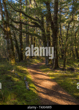 Paesaggio verticale di Keplero via avvolgimento attraverso il bosco di faggio con pezzata streaming alla luce del sole attraverso gli alberi sulla via. Foto Stock