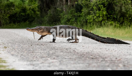 Alligatore in Everglades Foto Stock