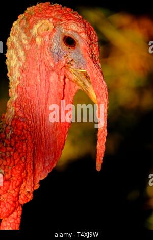 Pavo de Menorca Casa de colònies des Pinaret , Ciutadella, Menorca, isole Baleari, Spagna. Foto Stock